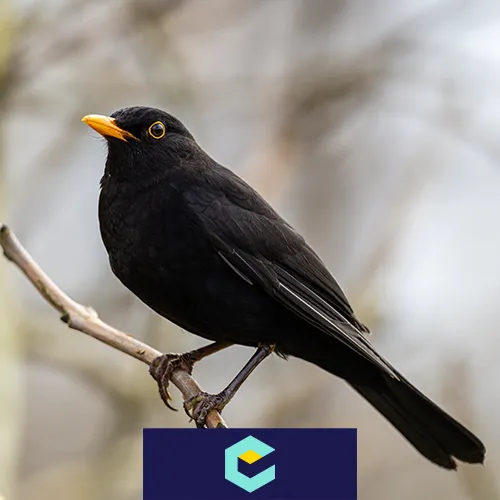 amsel sterben usutuvirus